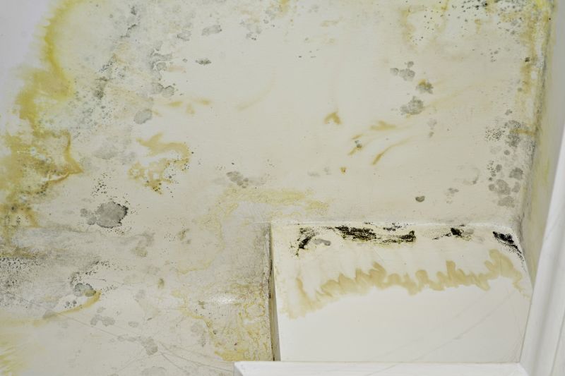 Attic Mold Remediation in Dallas, TX