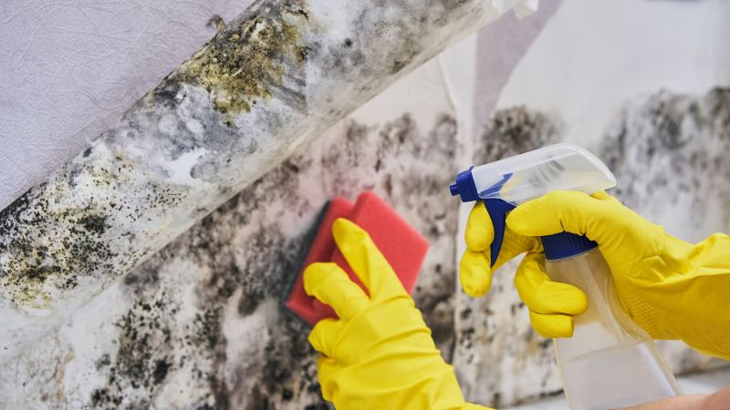 Basement Mold Removal in Bergen County, NJ