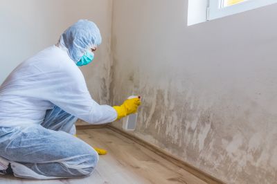 Black Mold Remediation in West Palm Beach, FL