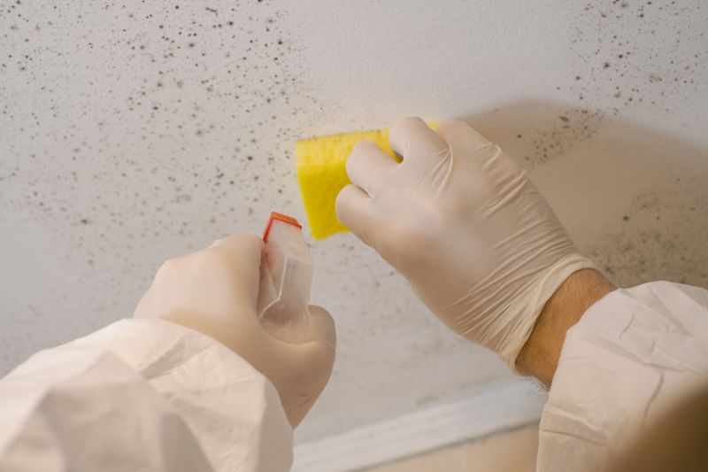 Mold Cleanup Service in Boca Raton, FL
