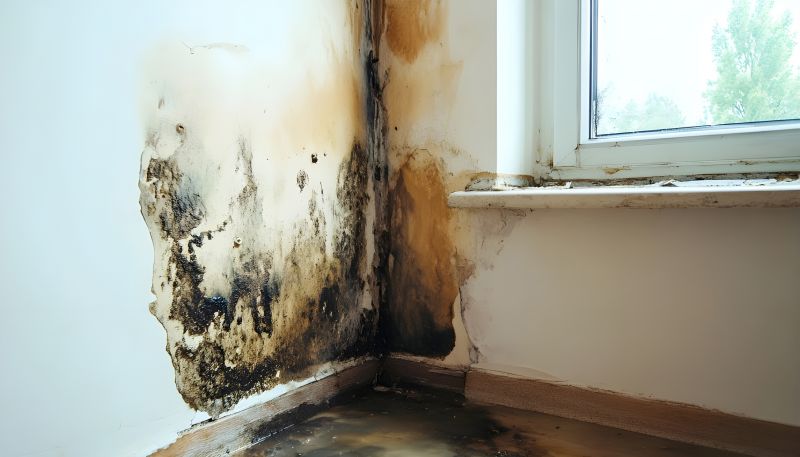 Mold Remediation Service in Boca Raton, FL