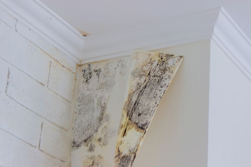 Mold Treatment Service in Essex County, NJ