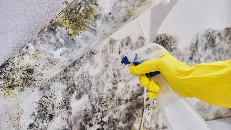 Mold Abatement in Denton, TX
