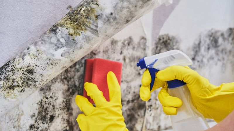 Mold Treatment Service in Jupiter, FL